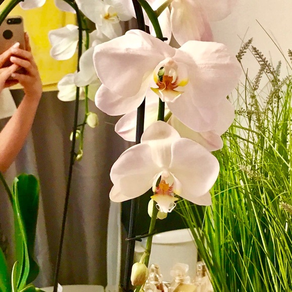 Meet The Posher !! 🌸🎀💍 - Picture 3 of 16